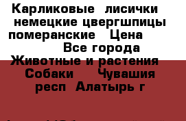 Карликовые “лисички“  немецкие цвергшпицы/померанские › Цена ­ 35 000 - Все города Животные и растения » Собаки   . Чувашия респ.,Алатырь г.